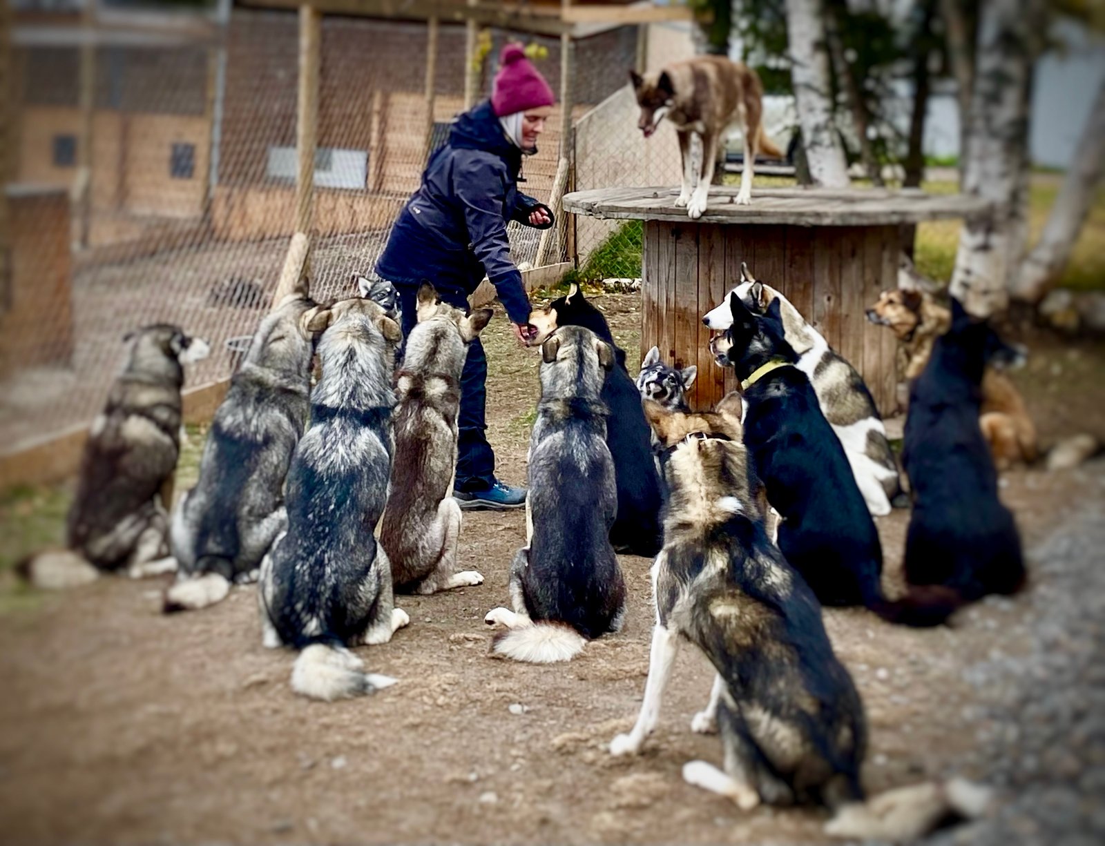 Multiple Dogs, One Team: How to Bring Pure Harmony to Your Pack with Karine Mastroleo’s Online Course